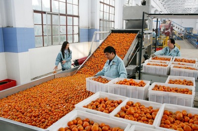 好物件 | 重慶江津 “橙”意滿滿，柑橘采摘正當時，新鮮蔬菜也飄香